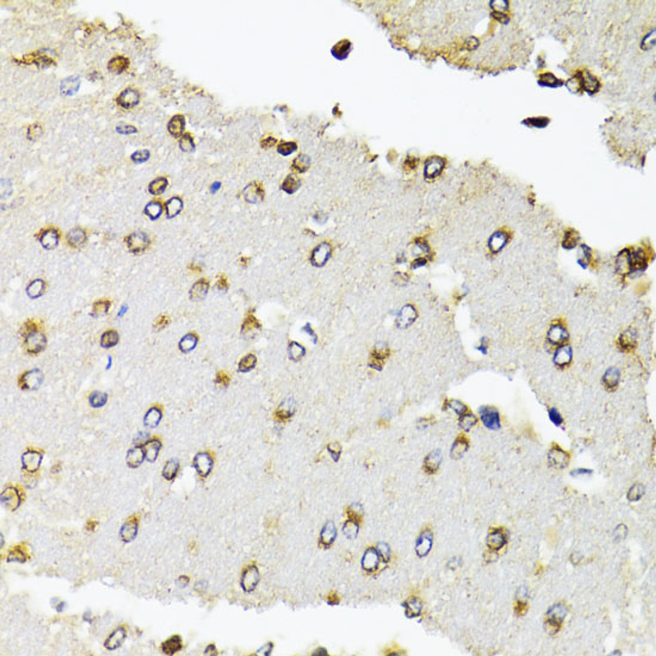 Immunohistochemistry of paraffin-embedded Rat brain using POLR2B Polyclonal Antibody at dilution of  1:100 (40x lens).