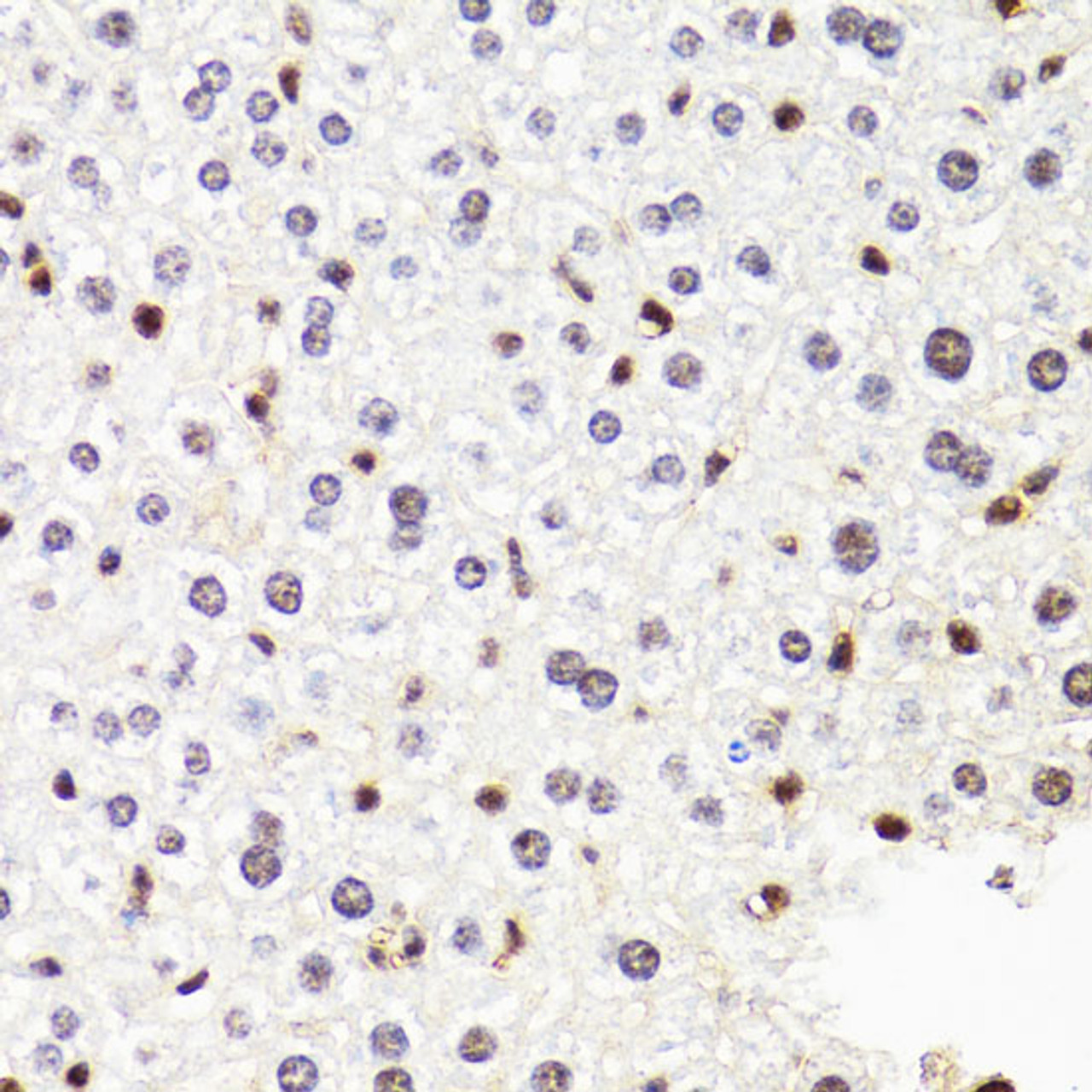 Immunohistochemistry of paraffin-embedded Mouse liver using POLR2B Polyclonal Antibody at dilution of  1:100 (40x lens).