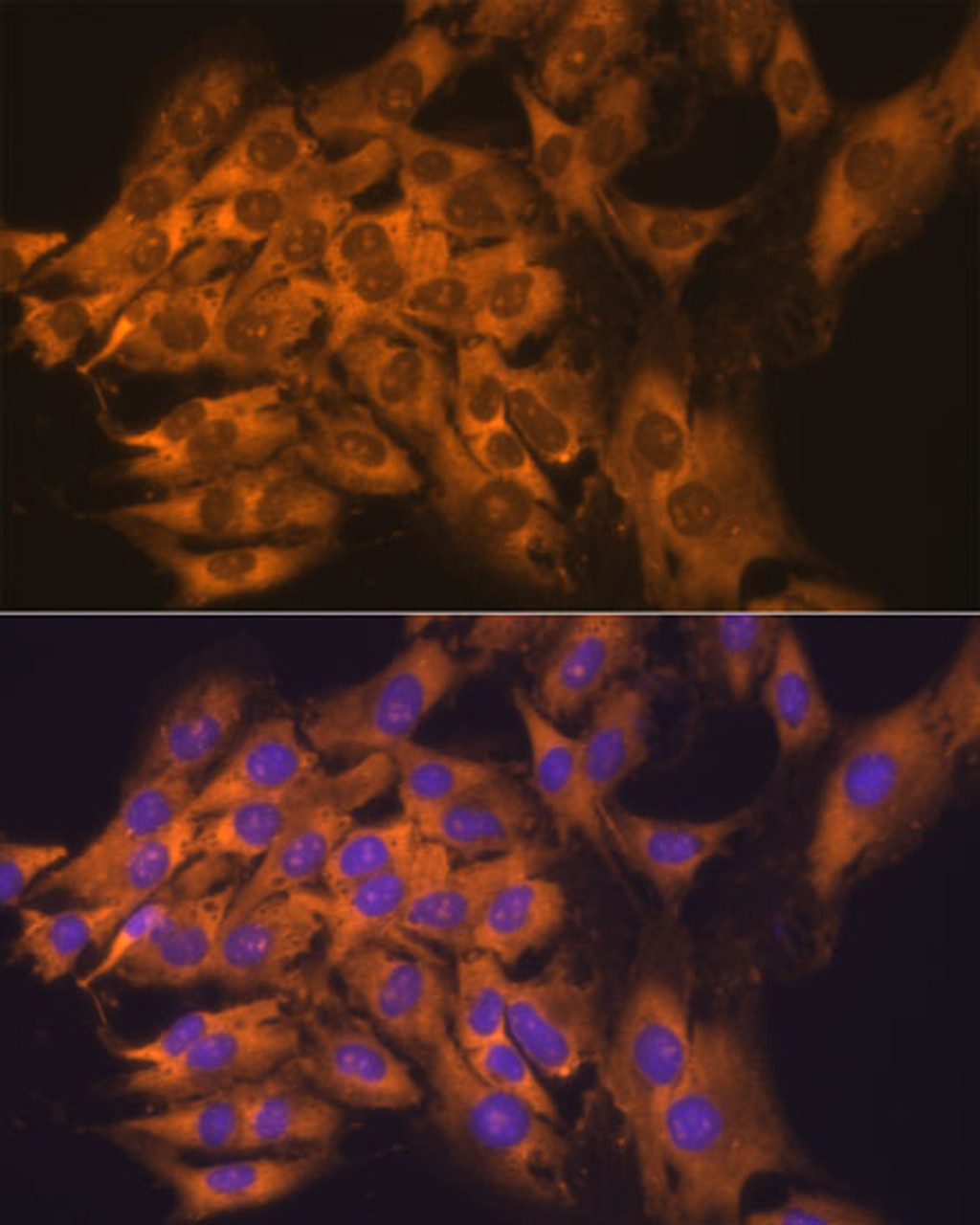 Immunofluorescence analysis of C6 cells using RPL17 Polyclonal Antibody at dilution of  1:100. Blue: DAPI for nuclear staining.