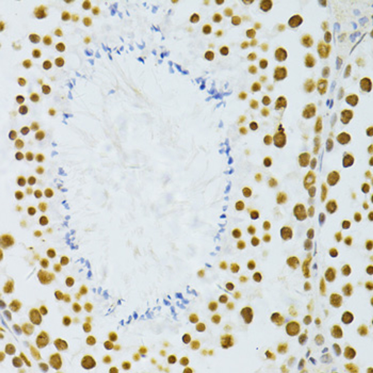 Immunohistochemistry of paraffin-embedded Mouse testis using ALYREF Polyclonal Antibody at dilution of  1:100 (40x lens).