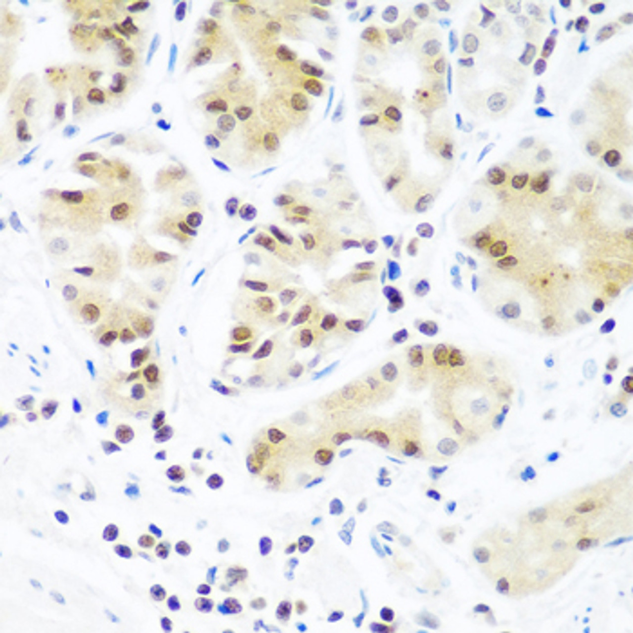 Immunohistochemistry of paraffin-embedded Human stomach using Argonaute-2 Polyclonal Antibody at dilution of  1:100 (40x lens).