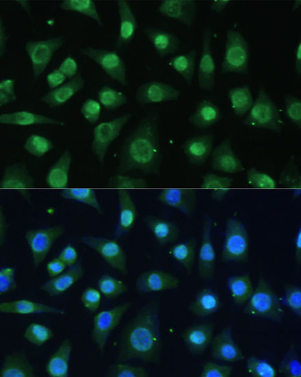 Immunofluorescence analysis of L-929 cells using HNRNPA0 Polyclonal Antibody at dilution of  1:100 (40x lens). Blue: DAPI for nuclear staining.