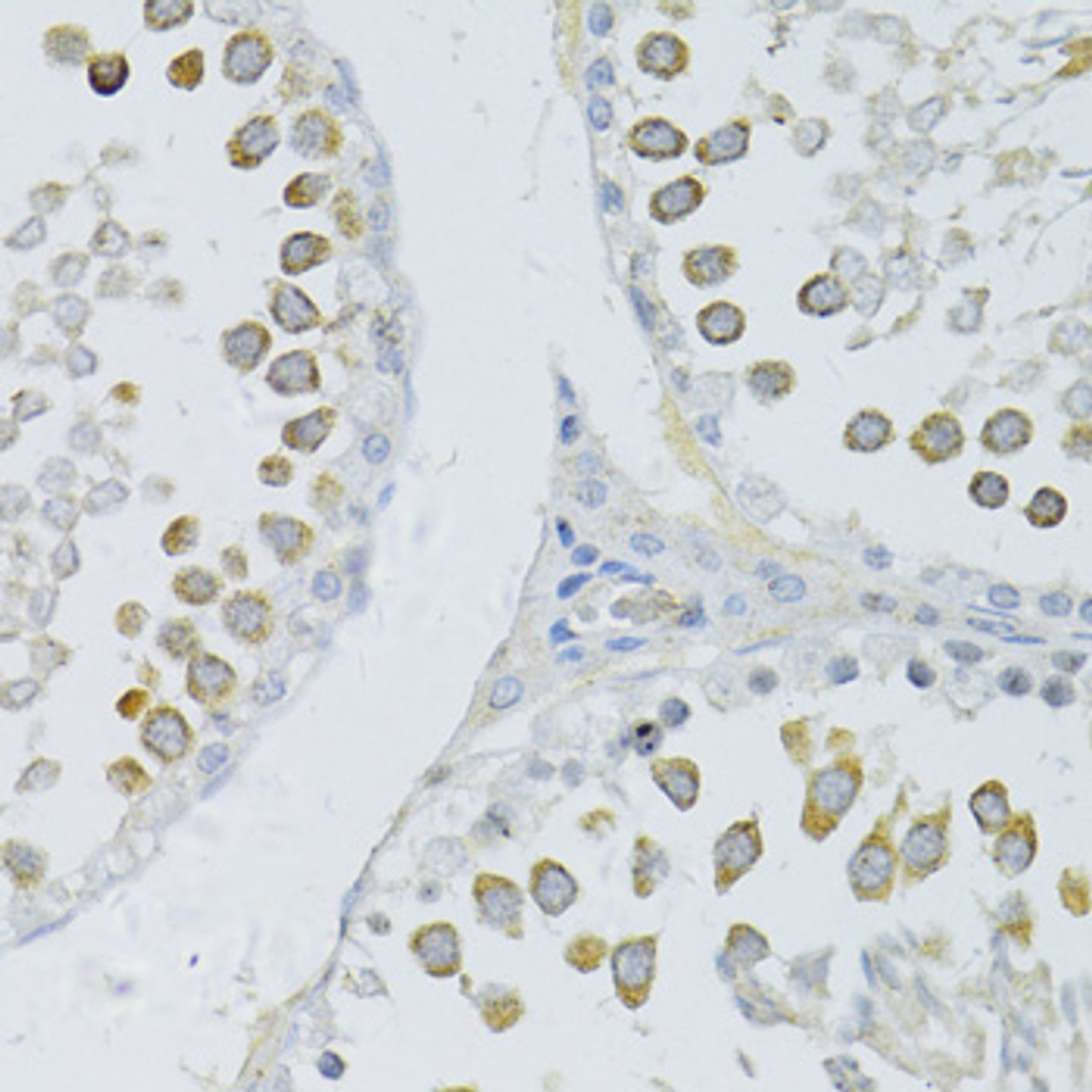 Immunohistochemistry of paraffin-embedded Rat testis using PIWIL2 Polyclonal Antibody at dilution of  1:100 (40x lens).