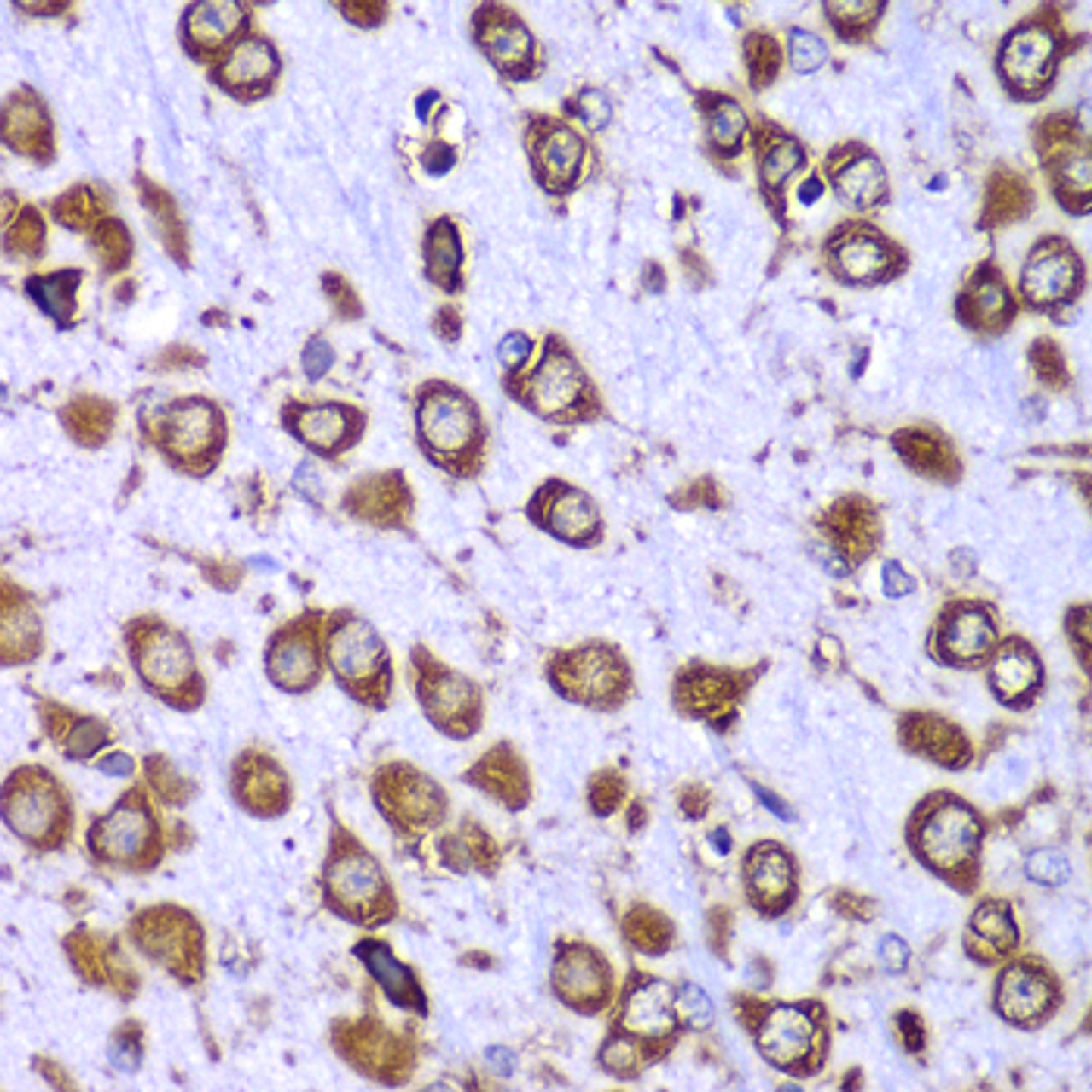 Immunohistochemistry of paraffin-embedded Mouse brain using RPS10 Polyclonal Antibody at dilution of  1:100 (40x lens).