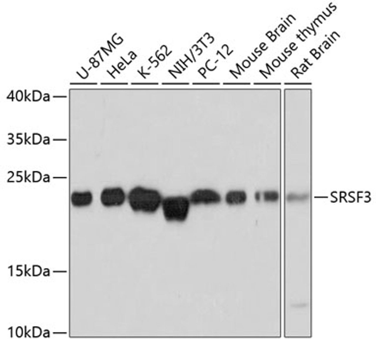 Western blot analysis of extracts of various cell lines using SRSF3 Polyclonal Antibody at dilution of 1:3000.