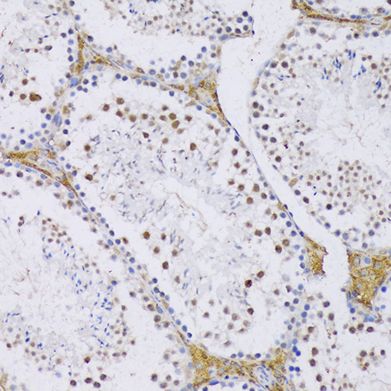Immunohistochemistry of paraffin-embedded Mouse testis using SRSF3 Polyclonal Antibody at dilution of  1:100 (20x lens).