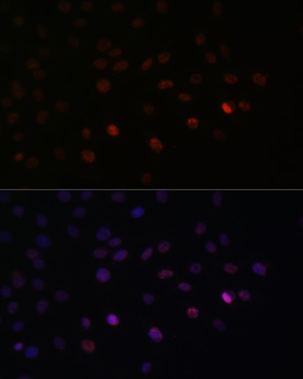 Immunofluorescence analysis of C6 cells using SRSF3 Polyclonal Antibody at dilution of  1:100. Blue: DAPI for nuclear staining.