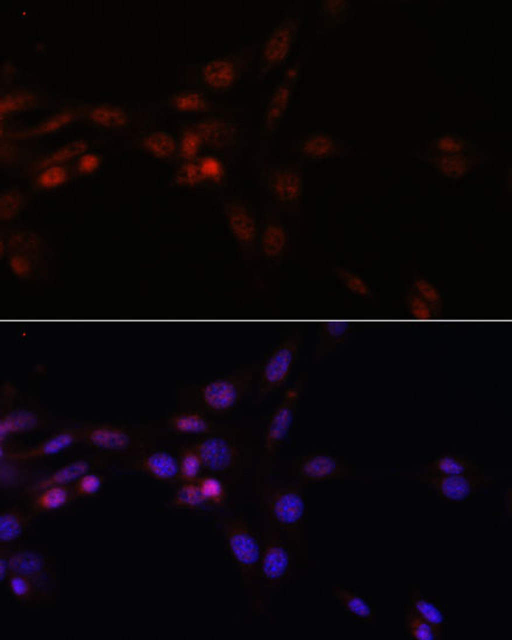 Immunofluorescence analysis of NIH/3T3 cells using SRSF3 Polyclonal Antibody at dilution of  1:100. Blue: DAPI for nuclear staining.