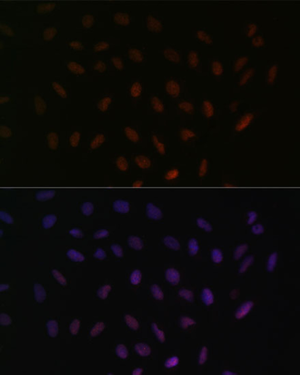 Immunofluorescence analysis of U-2 OS cells using SRSF3 Polyclonal Antibody at dilution of  1:100. Blue: DAPI for nuclear staining.