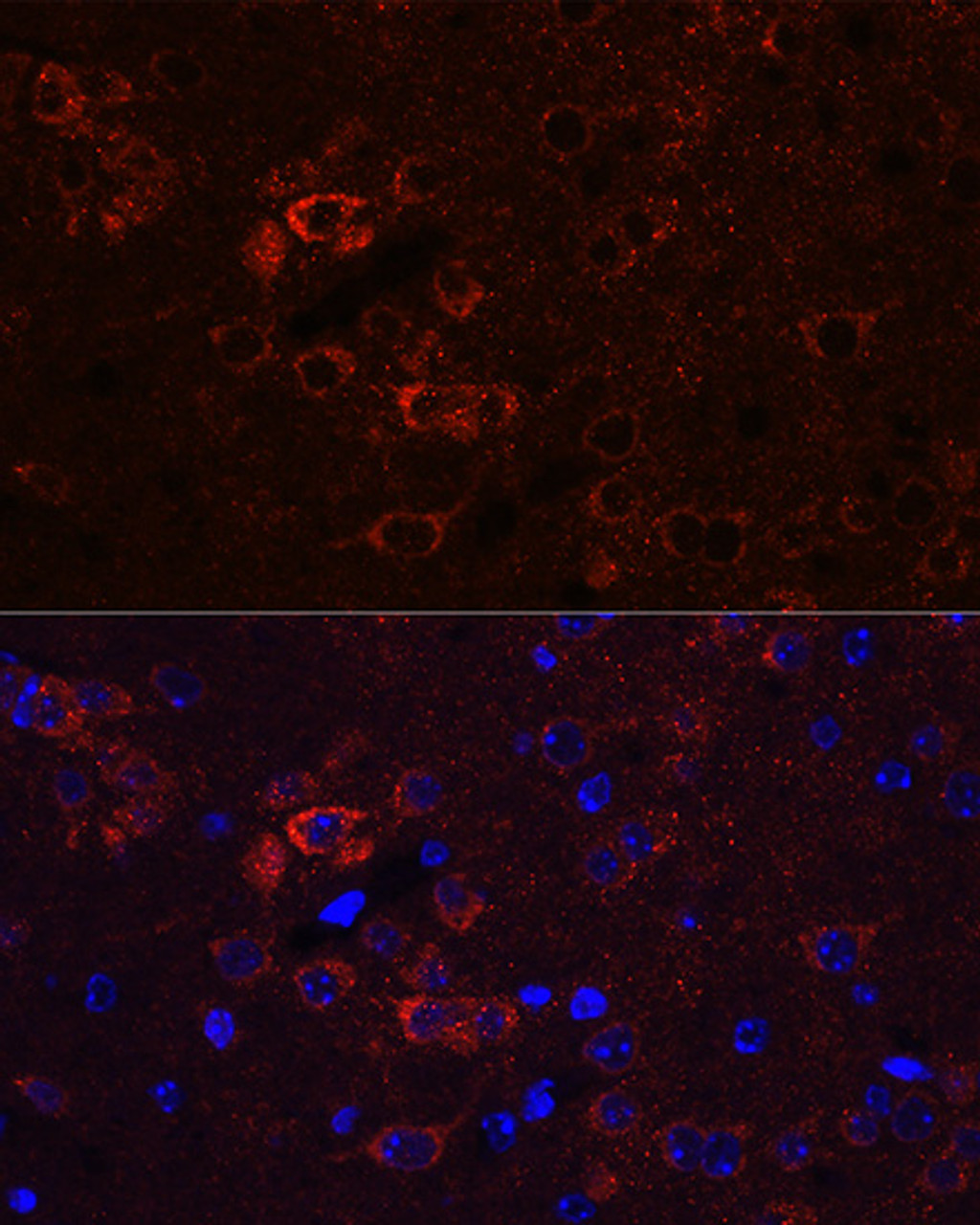 Immunofluorescence analysis of Mouse brain using ELAVL3 Polyclonal Antibody at dilution of  1:100 (40x lens). Blue: DAPI for nuclear staining.