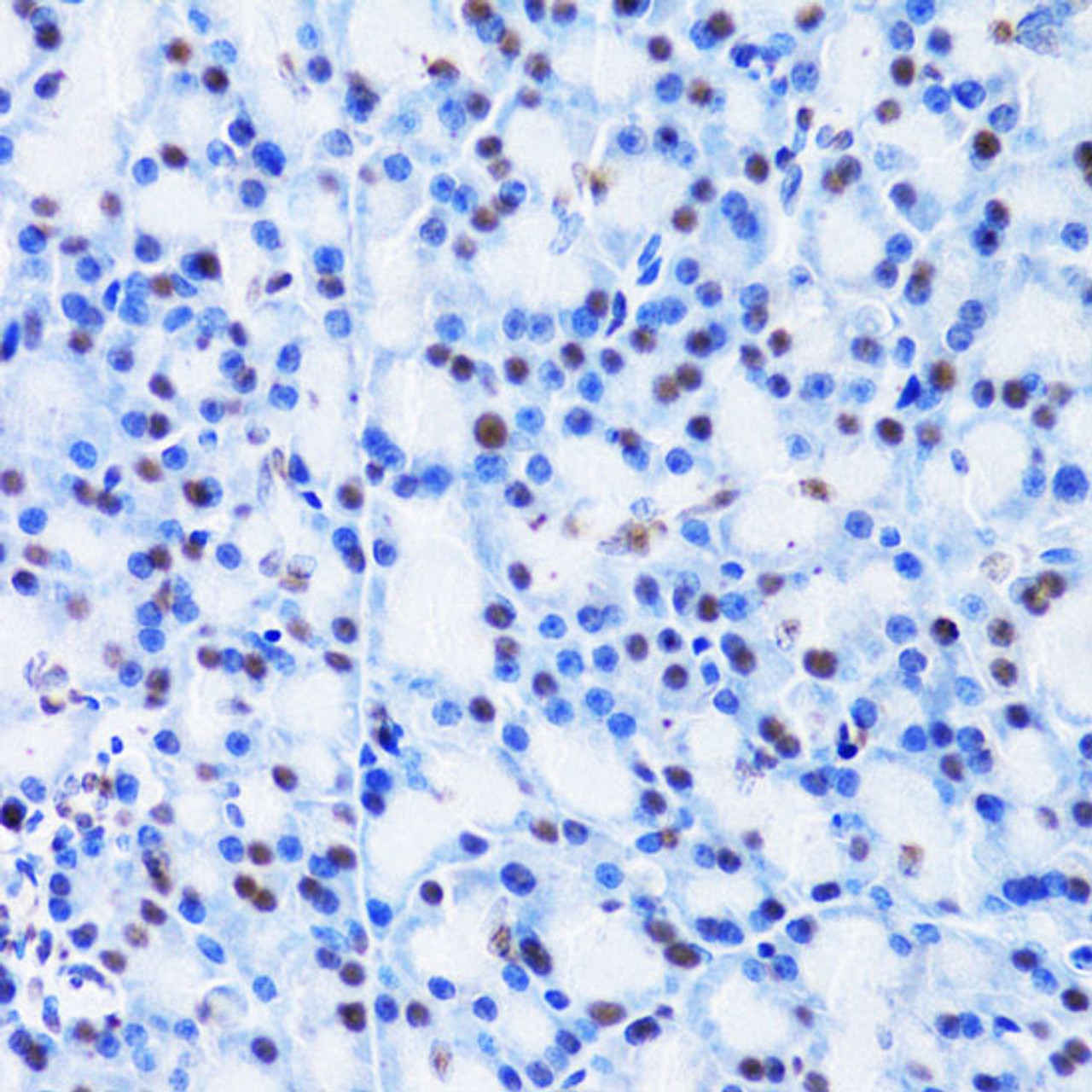 Immunohistochemistry of paraffin-embedded Rat pancreas using CBX8 Polyclonal Antibody at dilution of  1:100 (40x lens).