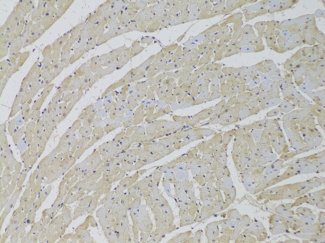 Immunohistochemistry of paraffin-embedded Rat heart using SCARB2 Polyclonal Antibody at dilution of  1:100 (20x lens).