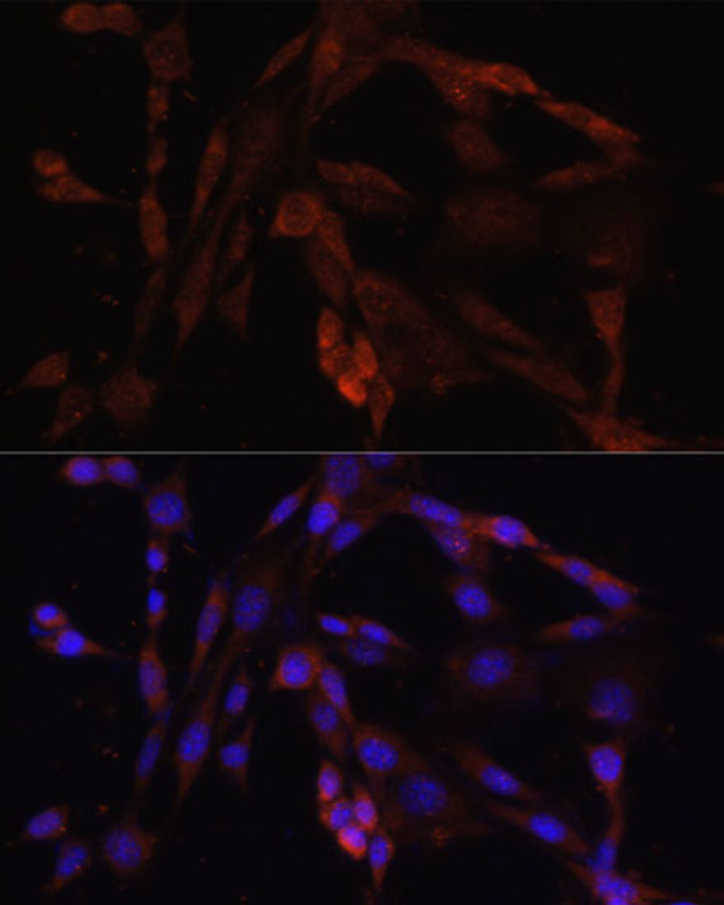 Immunofluorescence analysis of NIH/3T3 cells using OXA1L Polyclonal Antibody at dilution of  1:100. Blue: DAPI for nuclear staining.