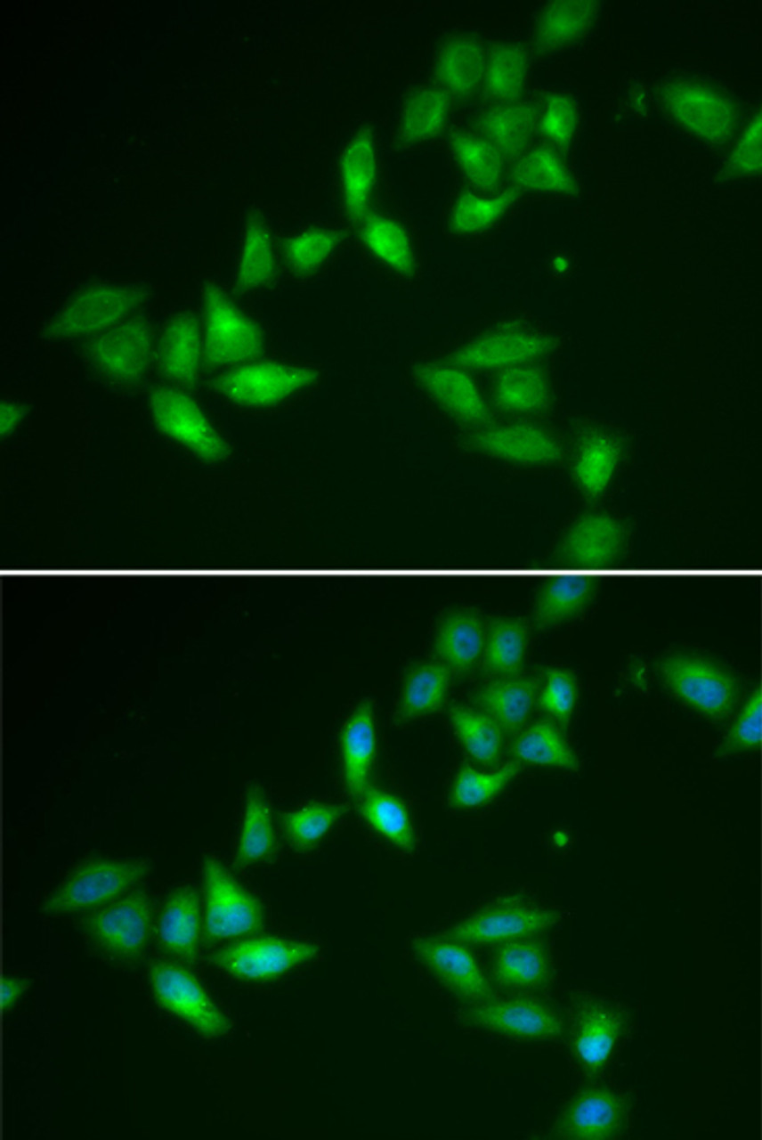 Immunofluorescence analysis of U2OS cells using TXNL1 Polyclonal Antibody