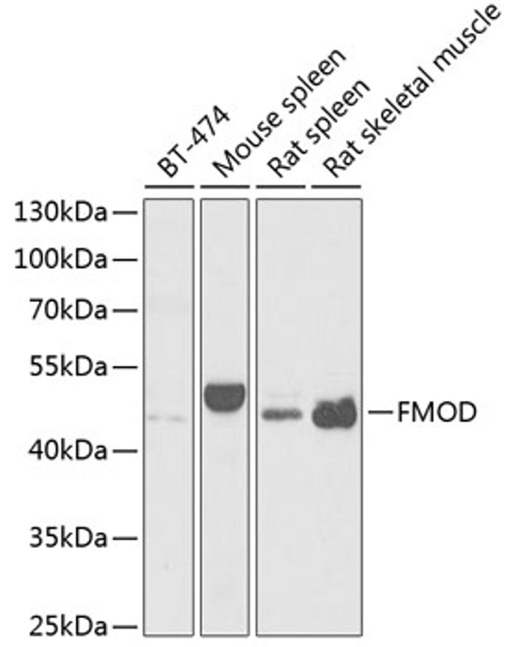 Western blot analysis of extracts of various cell lines using FMOD Polyclonal Antibody at dilution of 1:1000.