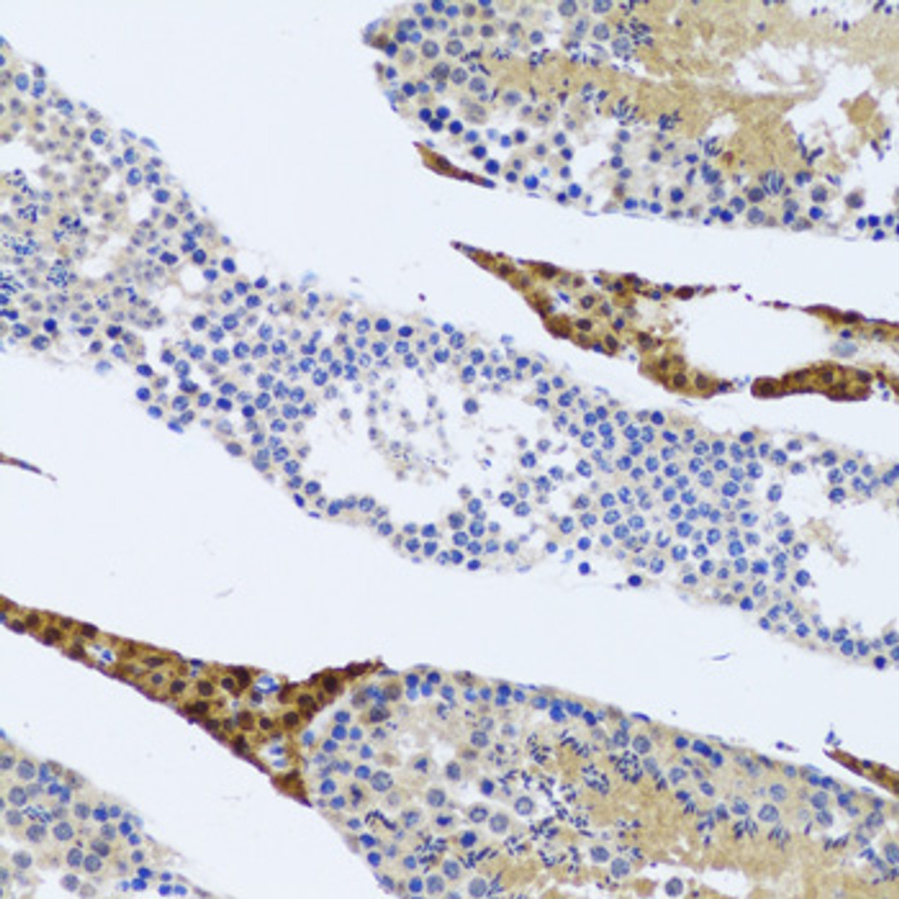 Immunohistochemistry of paraffin-embedded Rat testis using FMOD Polyclonal Antibody at dilution of  1:100 (20x lens).