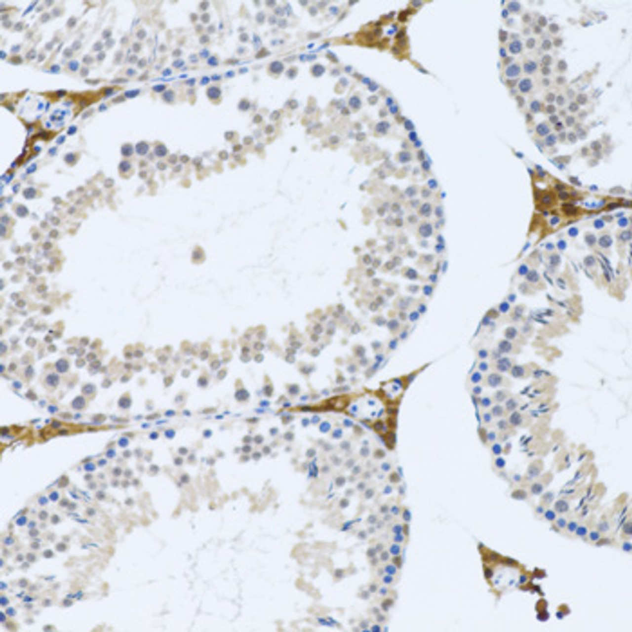 Immunohistochemistry of paraffin-embedded Mouse testis using FMOD Polyclonal Antibody at dilution of  1:100 (20x lens).