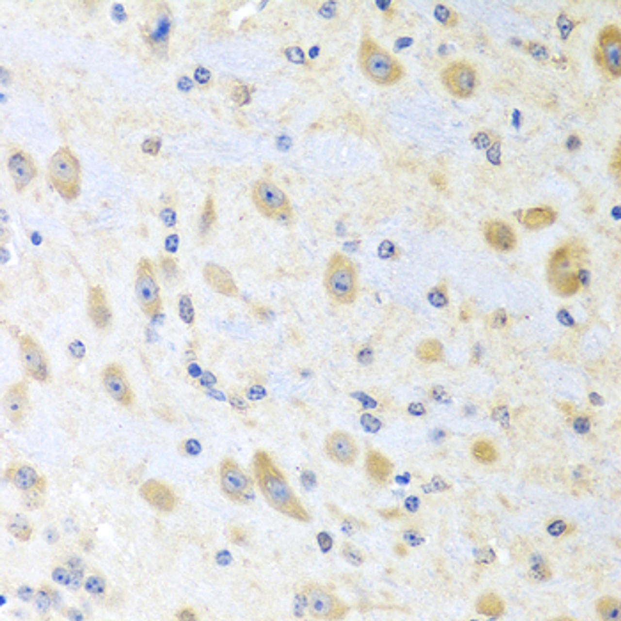 Immunohistochemistry of paraffin-embedded Mouse brain using MLN Polyclonal Antibody at dilution of  1:100 (40x lens).