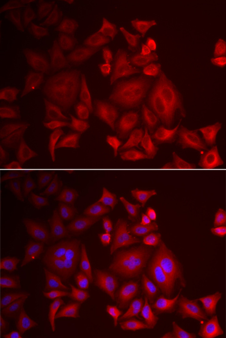 Immunofluorescence analysis of U2OS cells using XCL1 Polyclonal Antibody