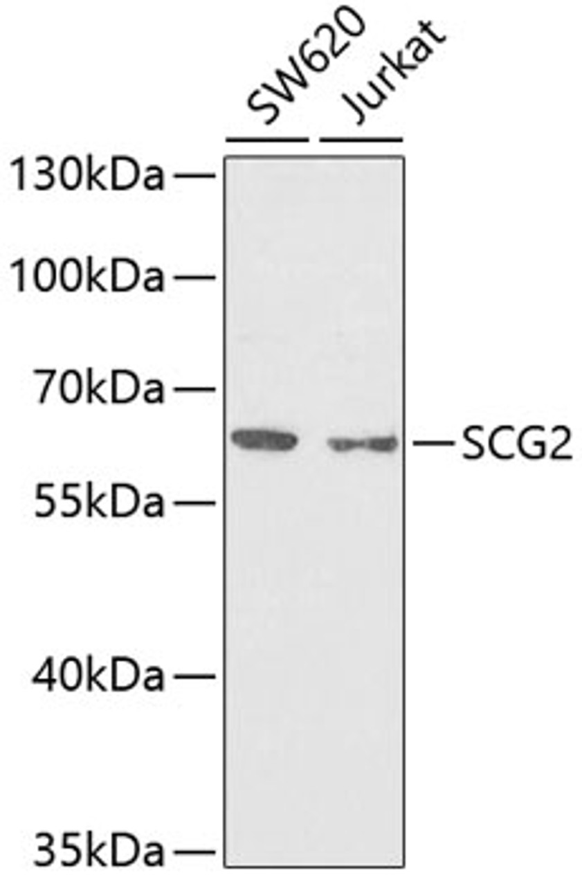 Western blot analysis of extracts of various cell lines using SCG2 Polyclonal Antibody at dilution of 1:1000.