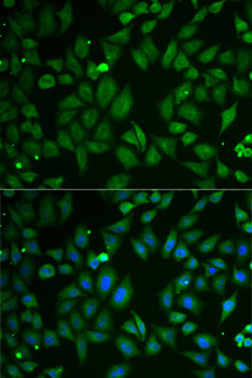 Immunofluorescence analysis of U2OS cells using SCG2 Polyclonal Antibody