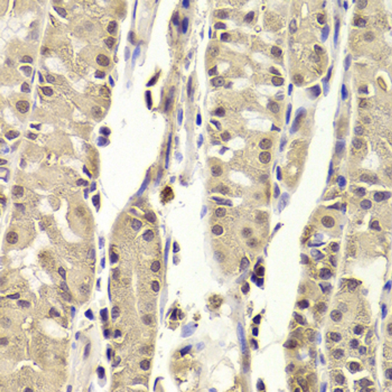 Immunohistochemistry of paraffin-embedded Human stomach using BLZF1 Polyclonal Antibody at dilution of  1:100 (40x lens).