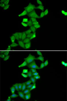 Immunofluorescence analysis of U2OS cells using BLZF1 Polyclonal Antibody