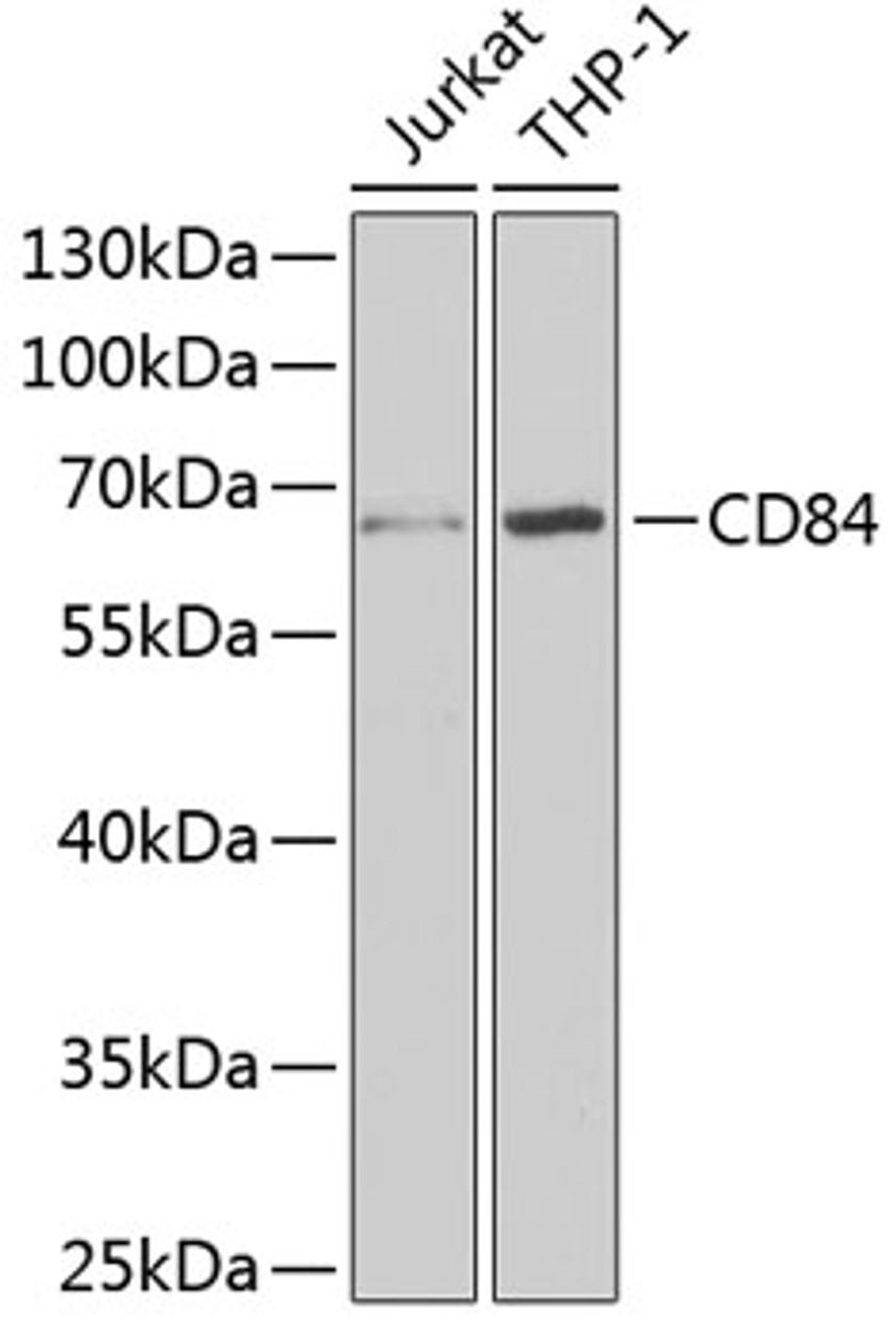 Western blot analysis of extracts of various cell lines using CD84 Polyclonal Antibody at dilution of 1:1000.