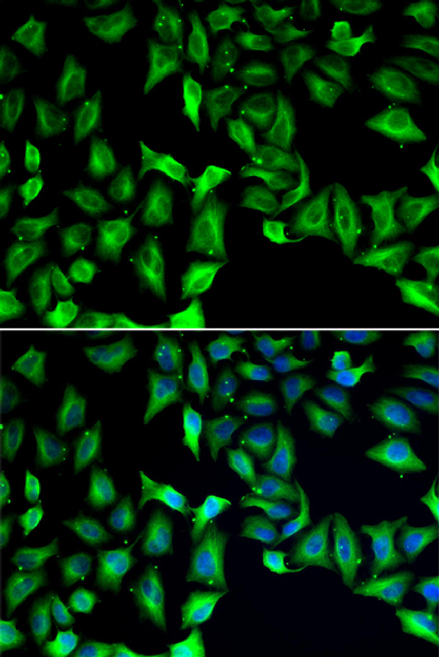 Immunofluorescence analysis of A549 cells using GDA Polyclonal Antibody