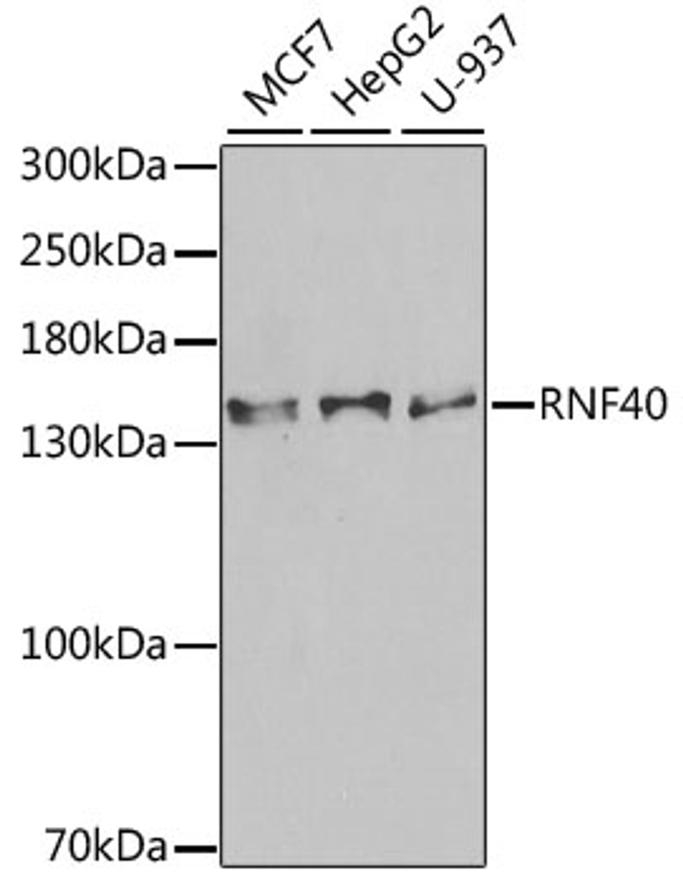 Western blot analysis of extracts of various cell lines using RNF40 Polyclonal Antibody at dilution of 1:1000.