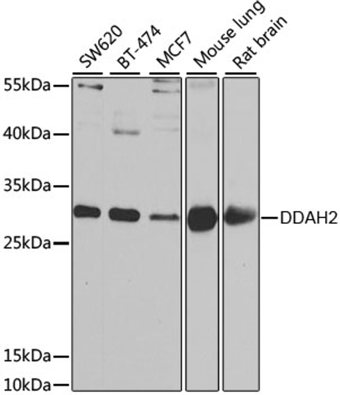 Western blot analysis of extracts of various cell lines using DDAH2 Polyclonal Antibody at dilution of 1:1000.