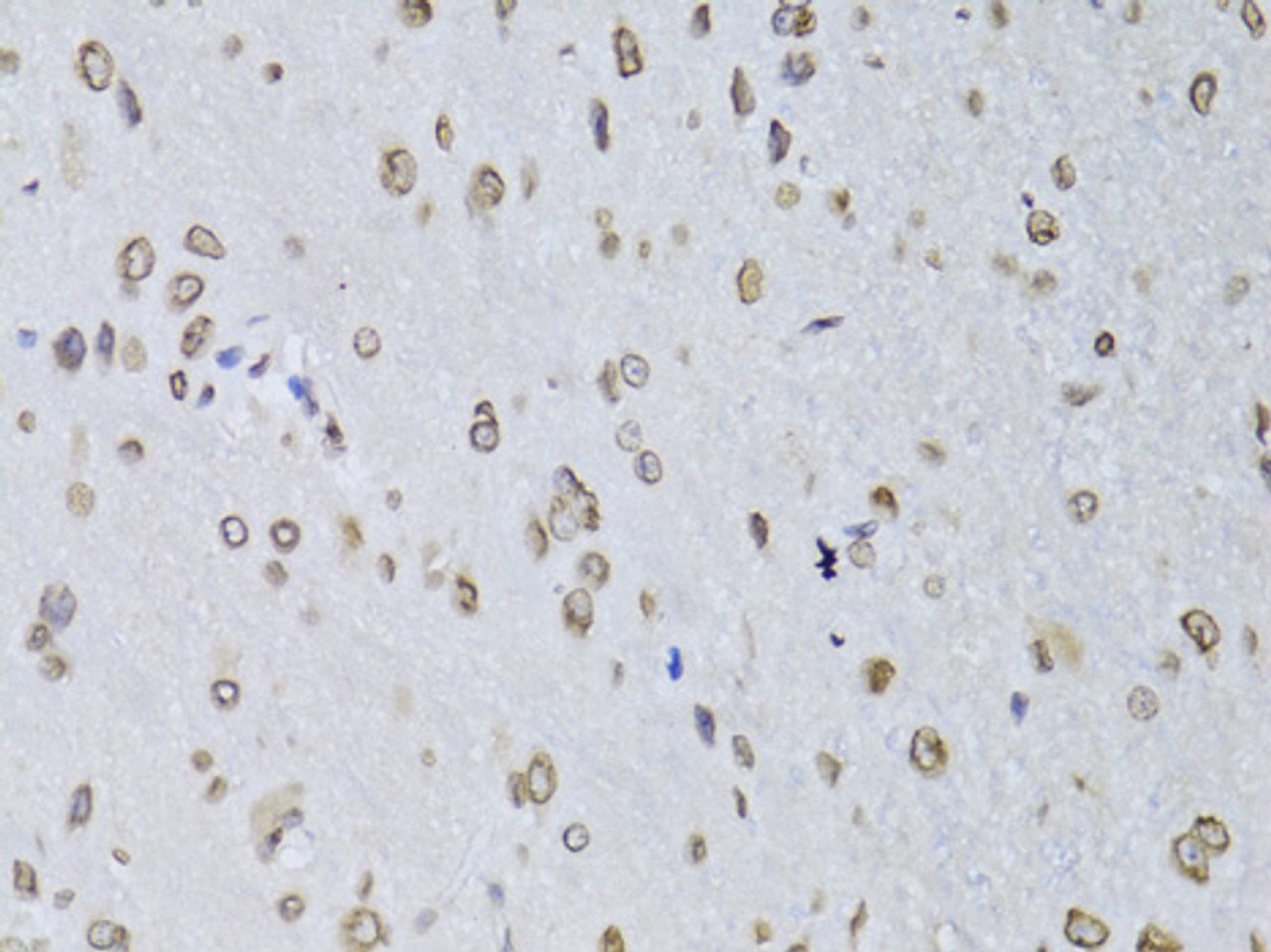 Immunohistochemistry of paraffin-embedded Rat brain using LMNB2 Polyclonal Antibody at dilution of  1:100 (40x lens).