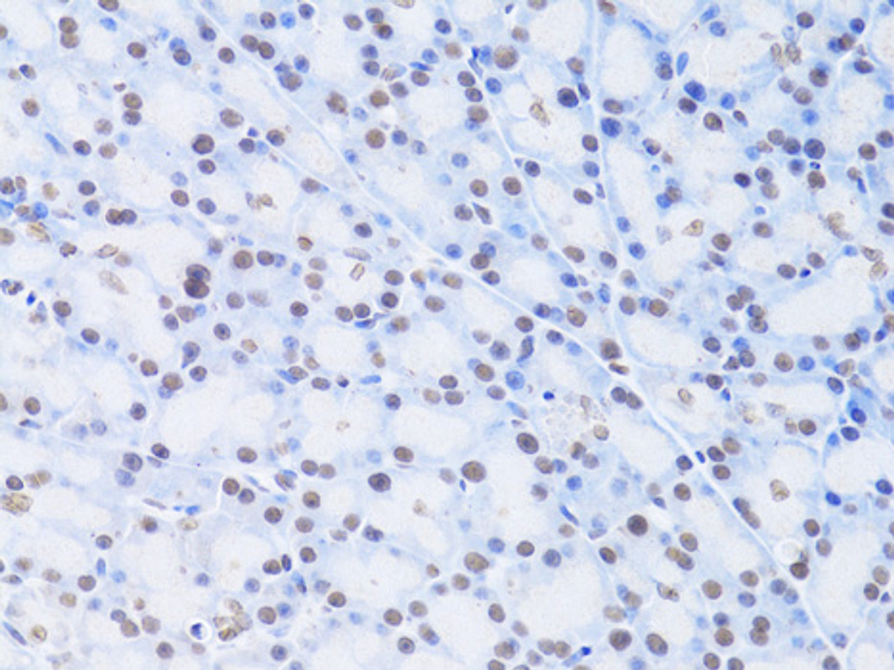 Immunohistochemistry of paraffin-embedded Rat pancreas using LMNB2 Polyclonal Antibody at dilution of  1:100 (40x lens).