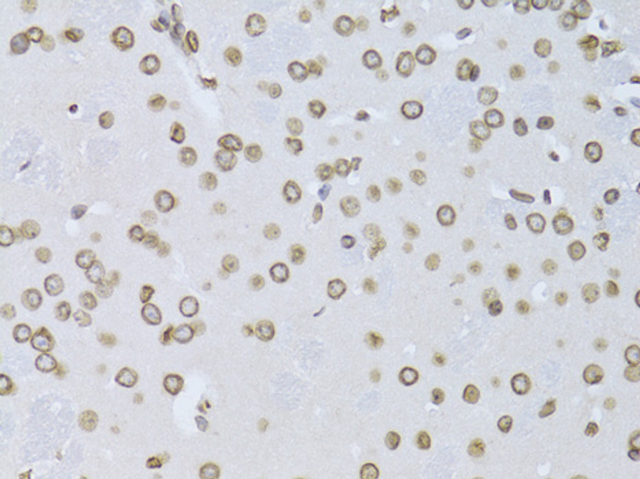 Immunohistochemistry of paraffin-embedded Mouse brain using LMNB2 Polyclonal Antibody at dilution of  1:100 (40x lens).