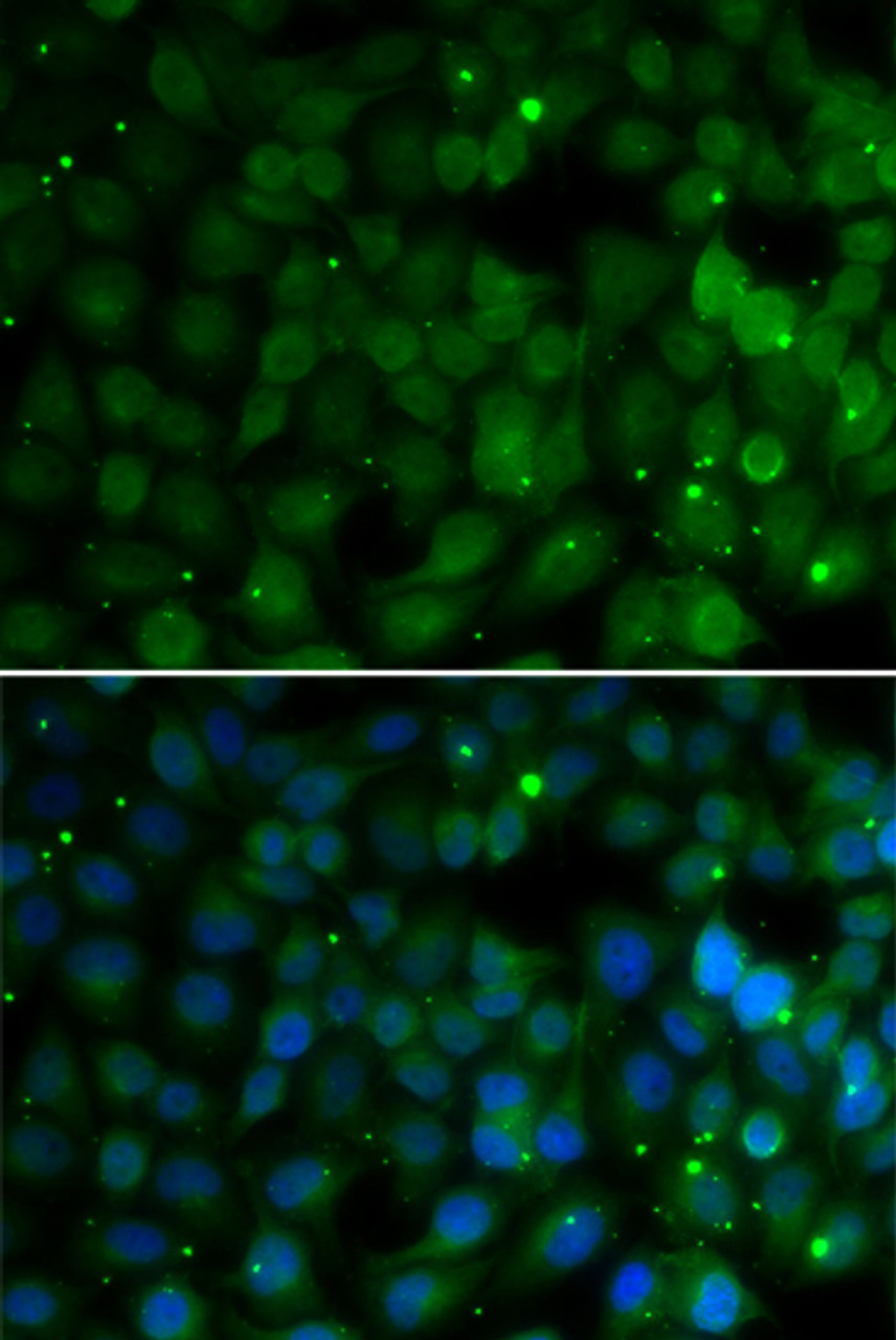 Immunofluorescence analysis of U2OS cells using HPD Polyclonal Antibody