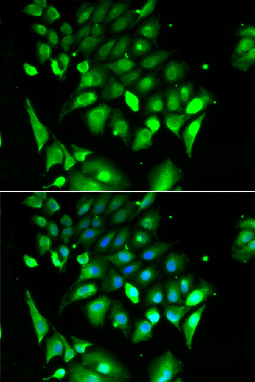 Immunofluorescence analysis of HeLa cells using BHLHE40 Polyclonal Antibody