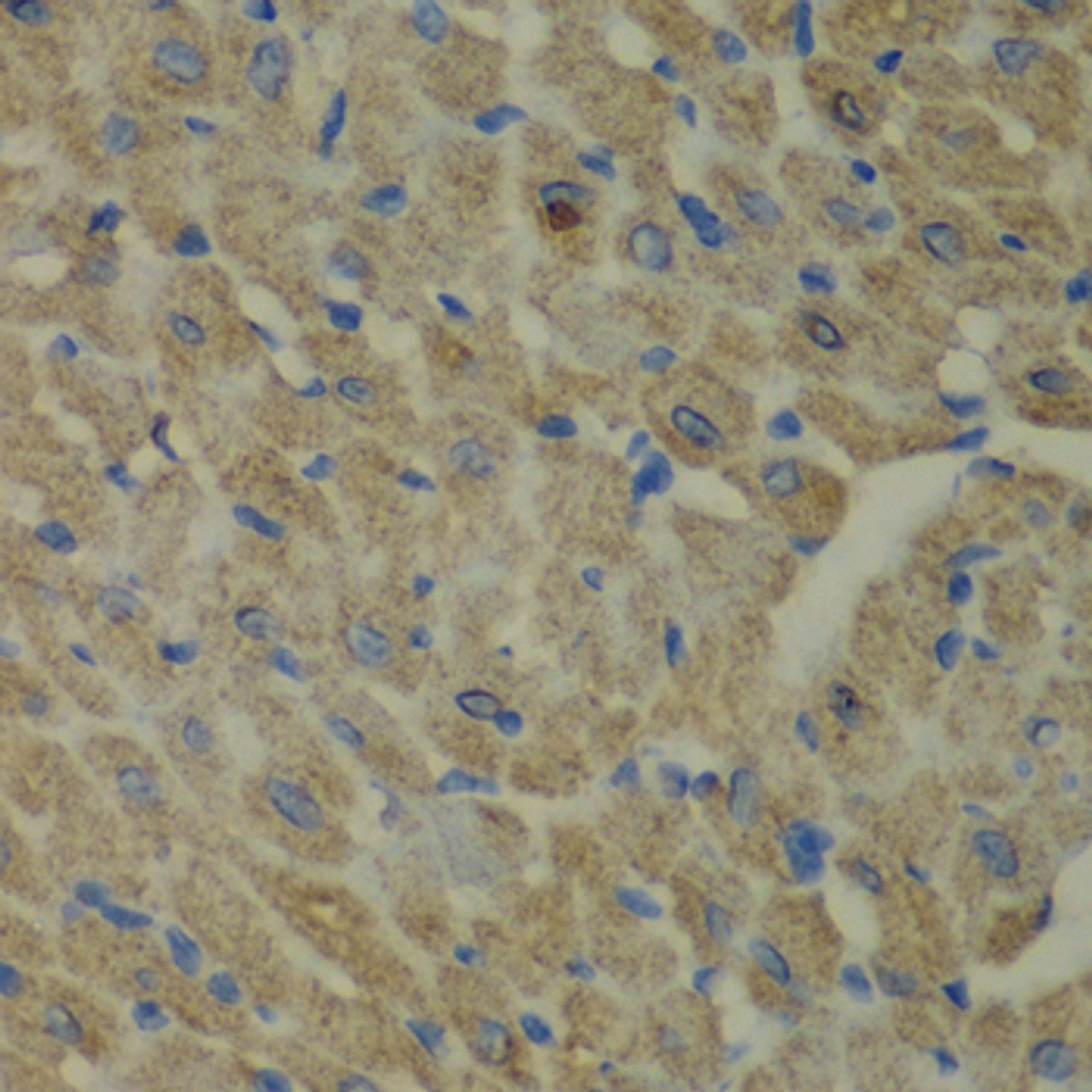 Immunohistochemistry of paraffin-embedded Mouse heart using CCBL1 Polyclonal Antibody at dilution of  1:100 (40x lens).