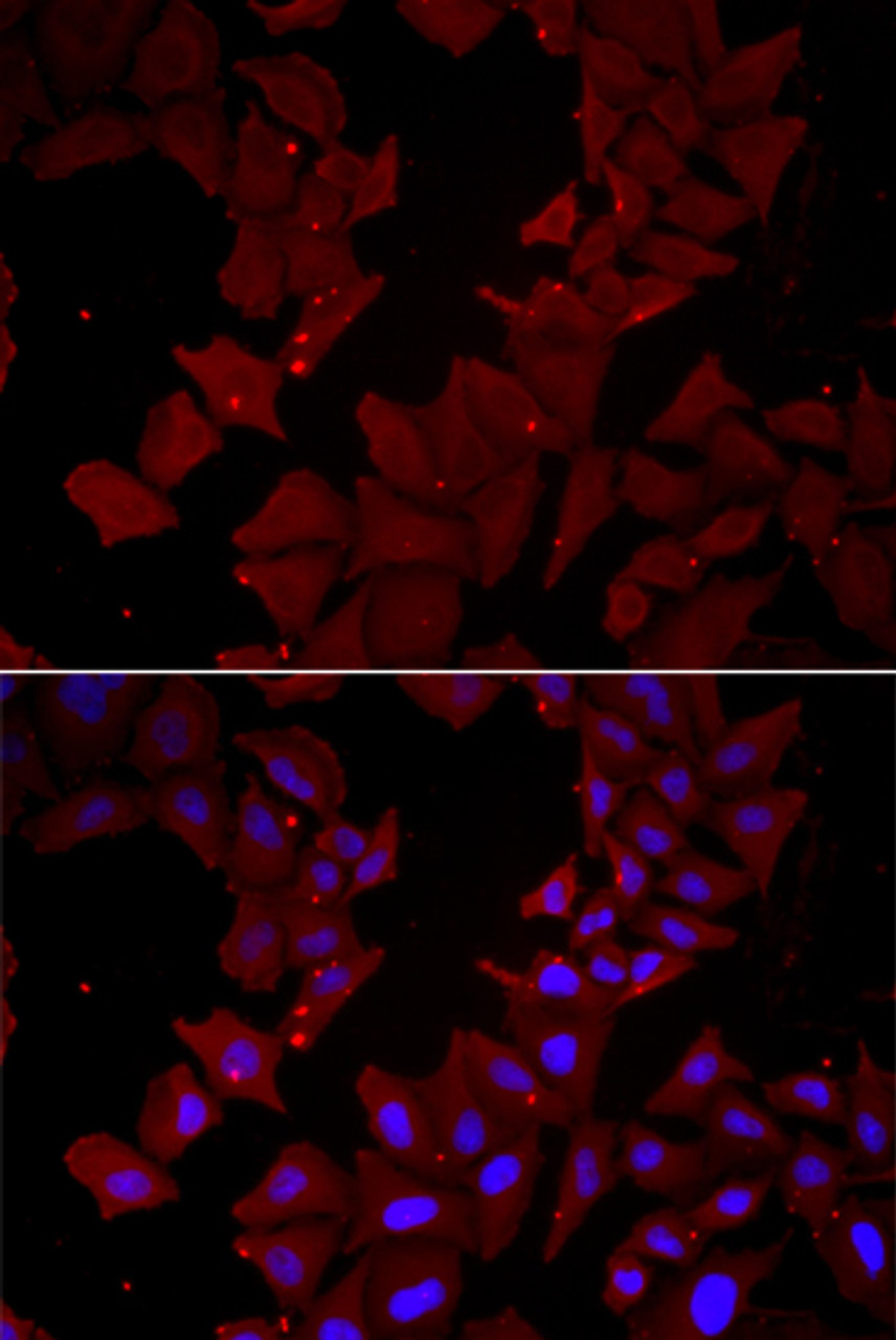 Immunofluorescence analysis of HeLa cells using CCT4 Polyclonal Antibody