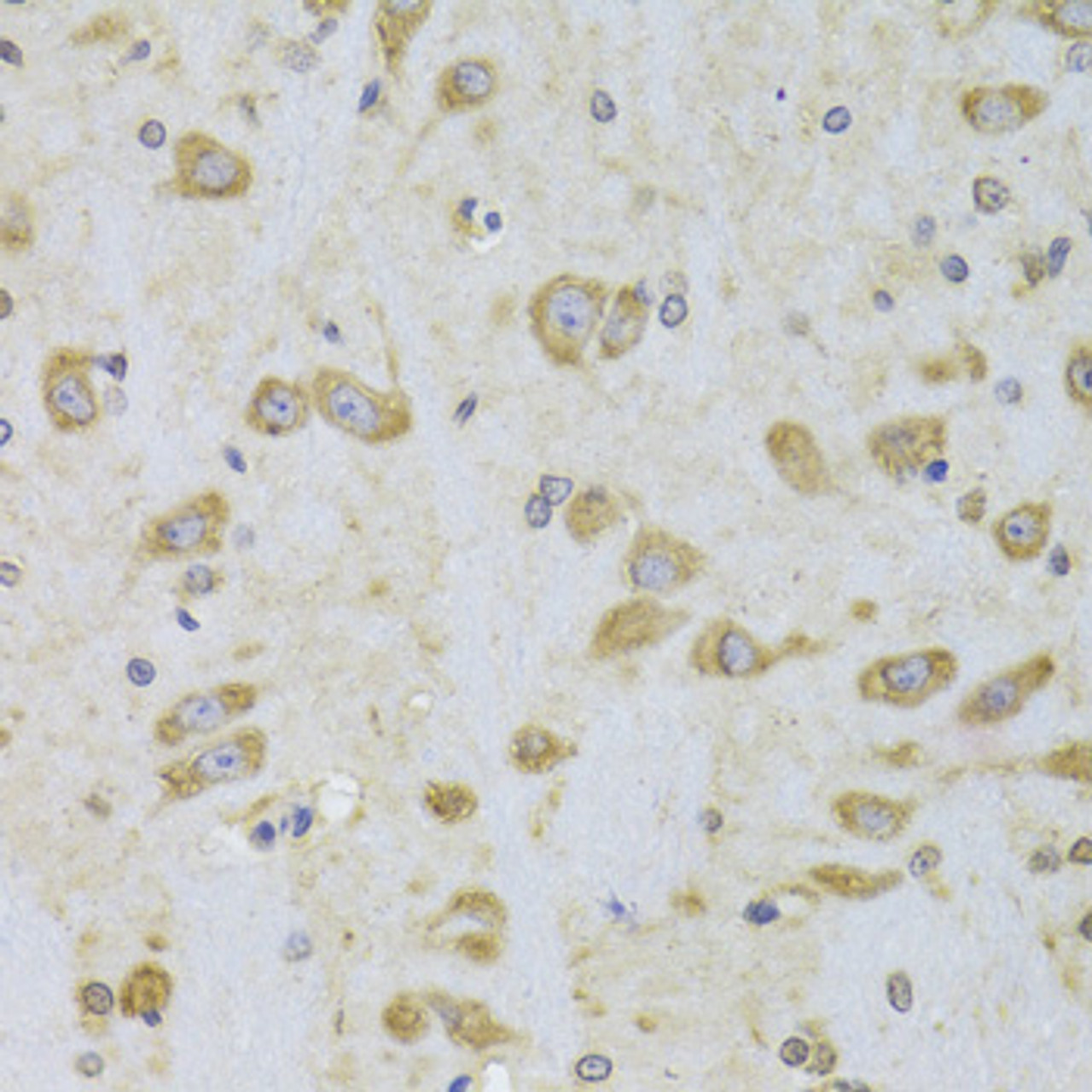 Immunohistochemistry of paraffin-embedded Rat brain using EEF1B2 Polyclonal Antibody at dilution of  1:100 (40x lens).