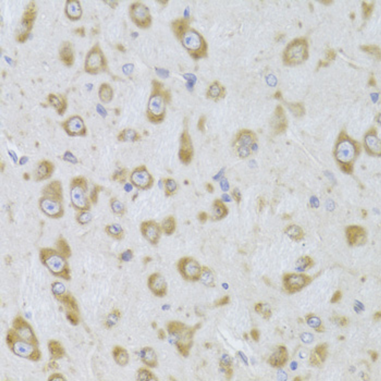 Immunohistochemistry of paraffin-embedded Mouse brain using EEF1B2 Polyclonal Antibody at dilution of  1:100 (40x lens).