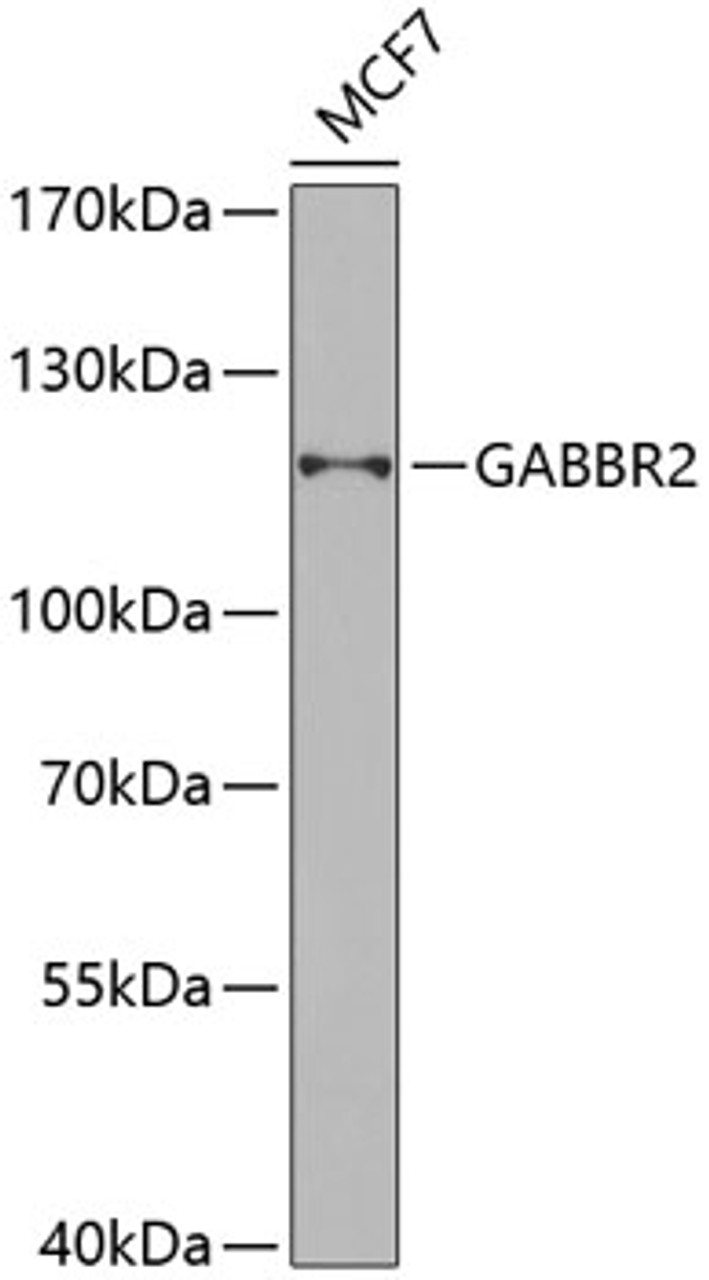 Western blot analysis of extracts of MCF-7 cells using GABBR2 Polyclonal Antibody at dilution of 1:1000.
