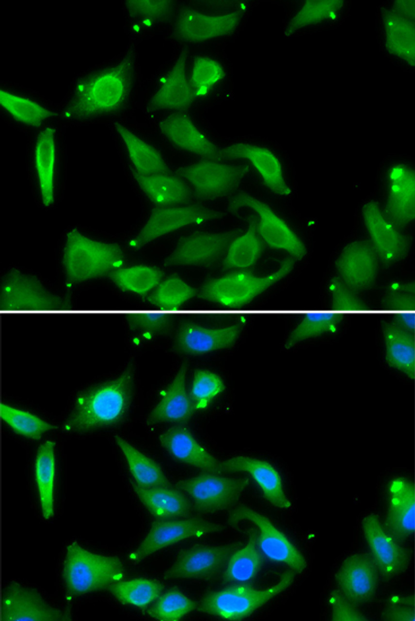 Immunofluorescence analysis of U2OS cells using GAMT Polyclonal Antibody