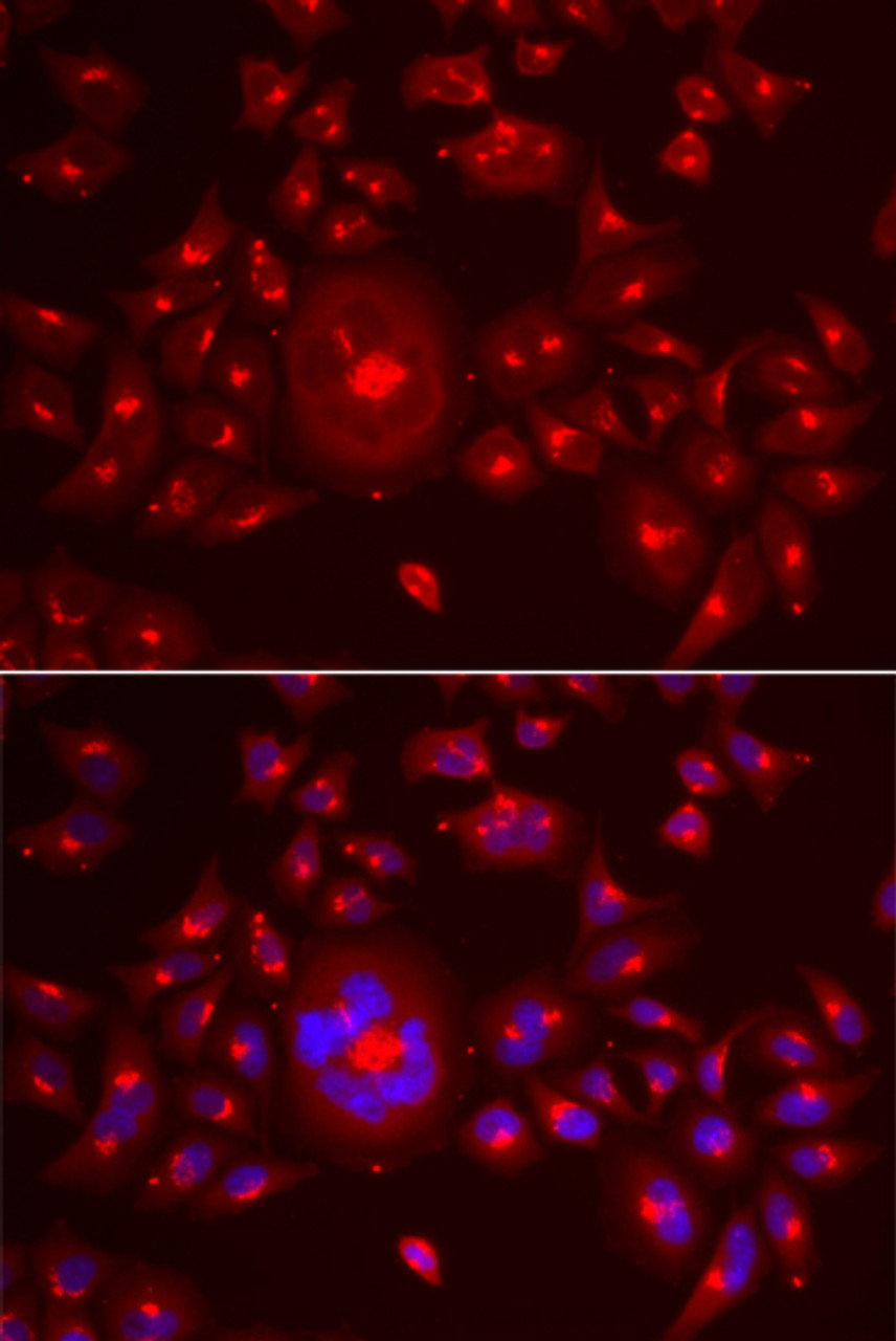 Immunofluorescence analysis of A549 cells using GORASP1 Polyclonal Antibody