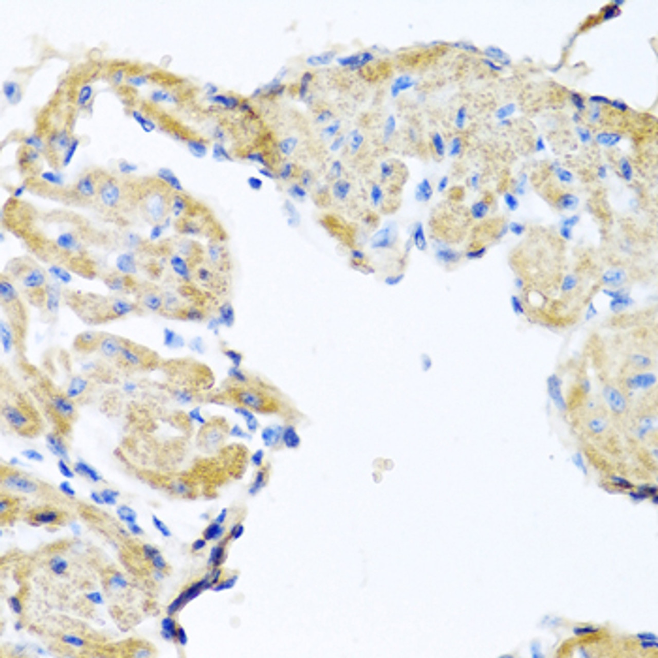 Immunohistochemistry of paraffin-embedded Mouse heart using GPLD1 Polyclonal Antibody at dilution of  1:100 (40x lens).