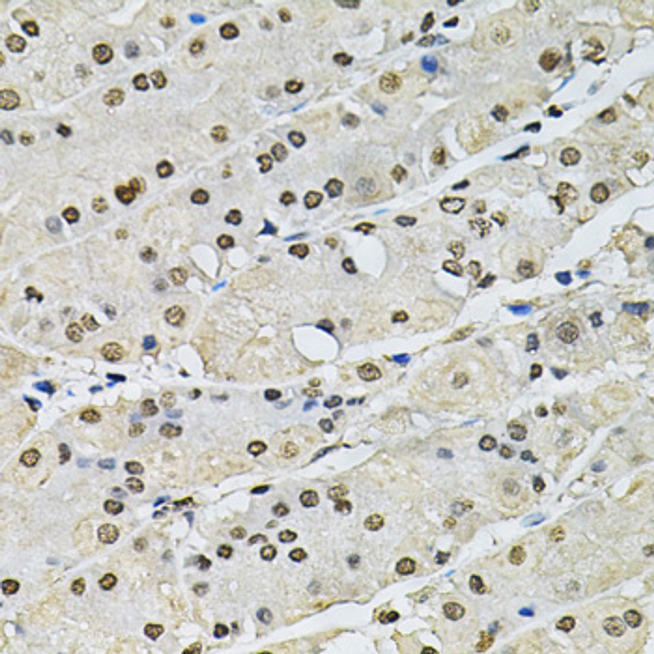 Immunohistochemistry of paraffin-embedded Human stomach using Histone H2A.Z Polyclonal Antibody at dilution of  1:100 (40x lens).