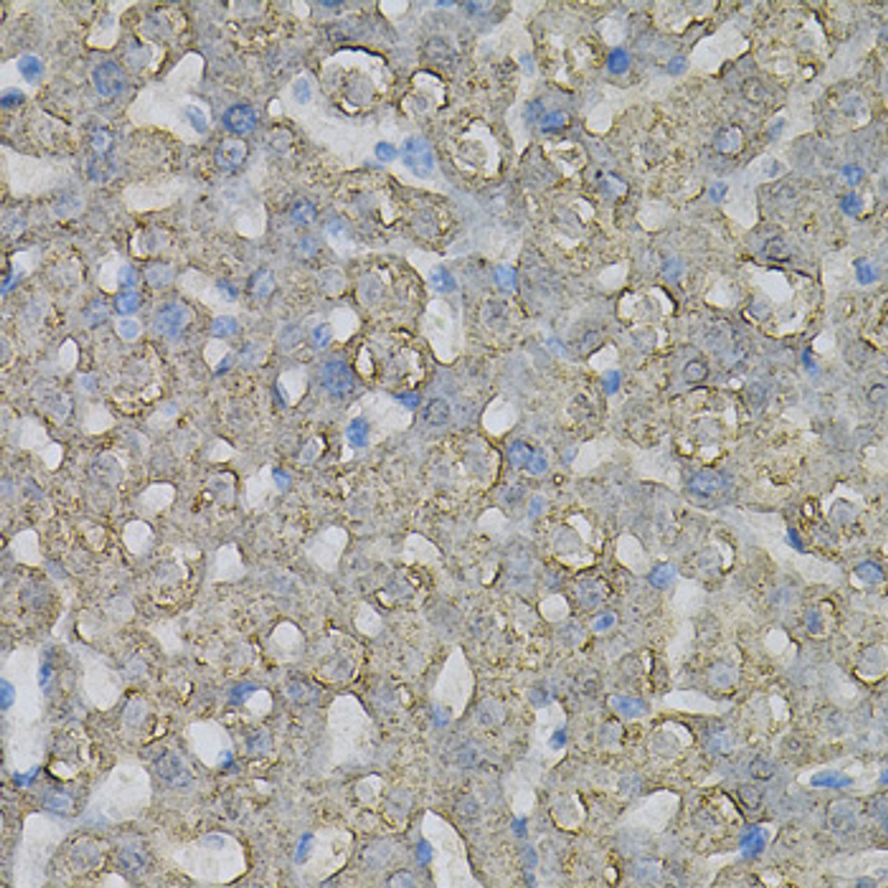 Immunohistochemistry of paraffin-embedded Rat liver using INPP5J Polyclonal Antibody at dilution of  1:100 (40x lens).
