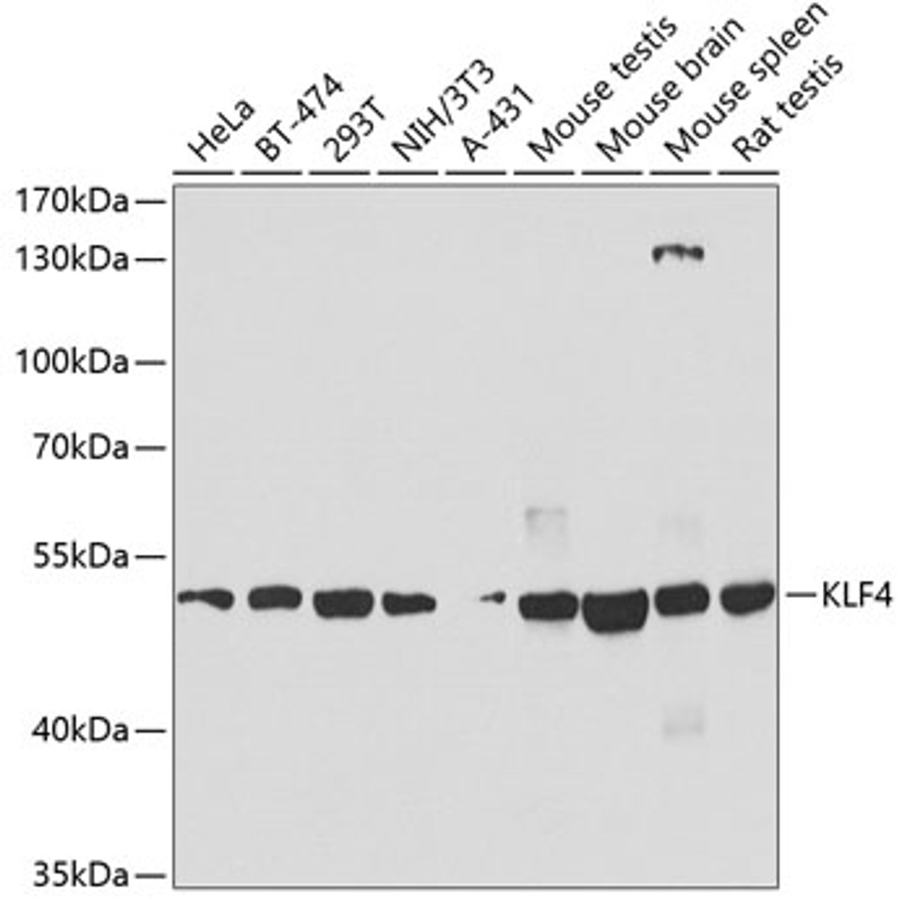Western blot analysis of extracts of various cell lines using KLF4 Polyclonal Antibody at dilution of 1:1000.