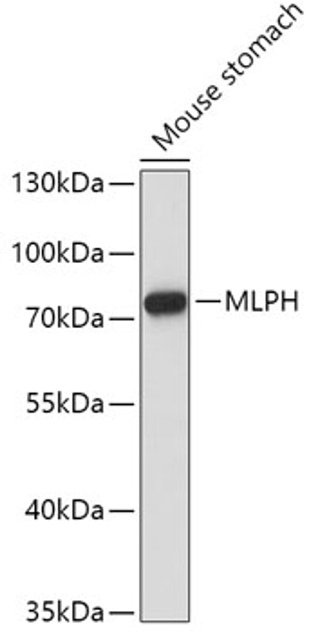 Western blot analysis of extracts of Mouse stomach using MLPH Polyclonal Antibody at dilution of 1:1000.