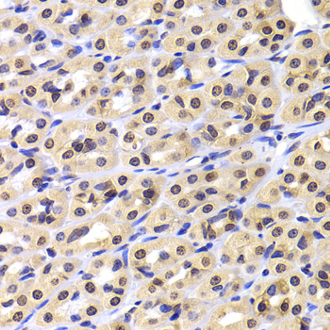 Immunohistochemistry of paraffin-embedded Rat stomach using NUDC Polyclonal Antibody at dilution of  1:100 (40x lens).