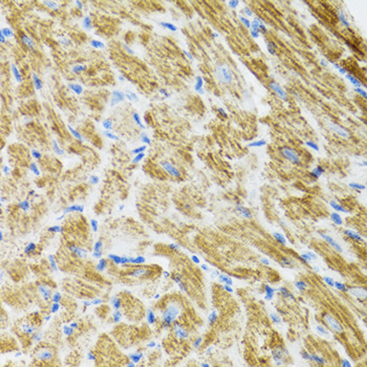 Immunohistochemistry of paraffin-embedded Rat heart using POLG2 Polyclonal Antibody at dilution of  1:100 (40x lens).